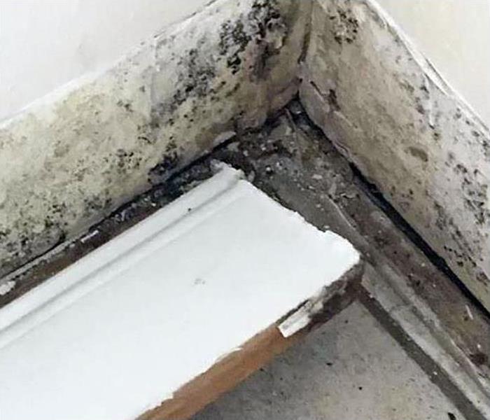 a mold infestation growing in the corner of a room