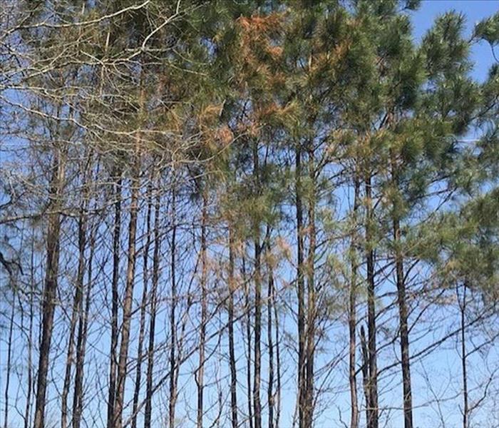 group of pine trees showing signs of freeze damage as they have brown needles after ice storm passes through.